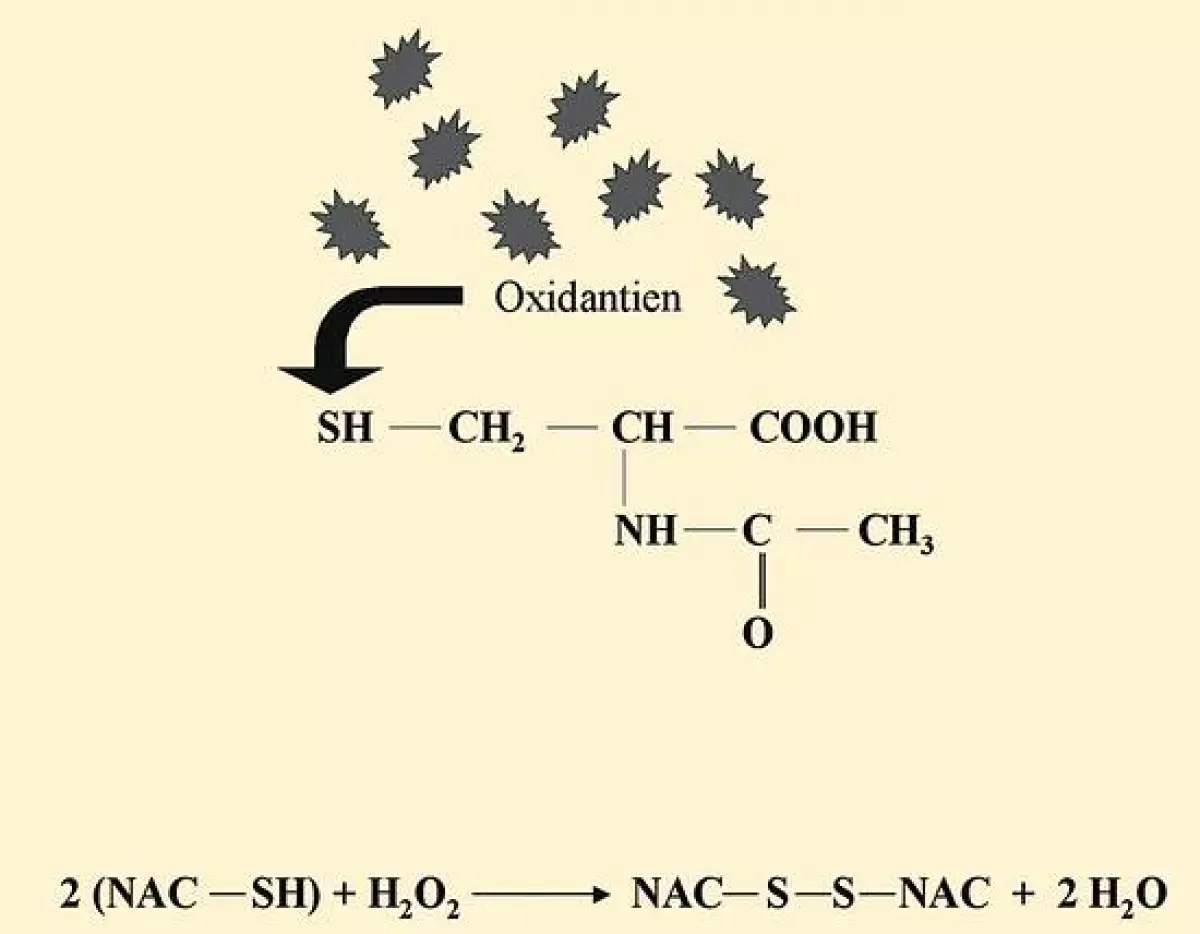 Vereinfachte Darstellung der antioxidativen Wirkung von N-Acetylcystein (NAC)