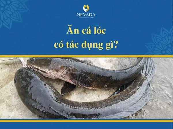 Ăn cá lóc có tác dụng gì?