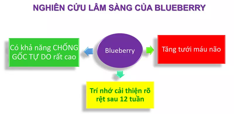 Nghiên cứu lâm sàng tác dụng của blueberry