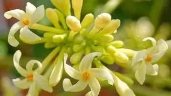 9 tác dụng của hoa đu đủ đực ngâm mật ong
