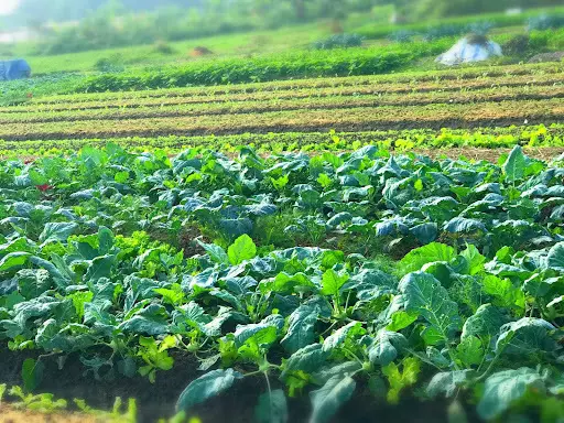 Phân bón DAP và những lợi ích tuyệt vời cho cây trồng