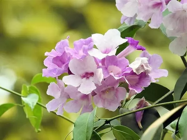 Hoa lan tỏi thường nở thành từng chùm với sắc màu tím cà xinh xắn.