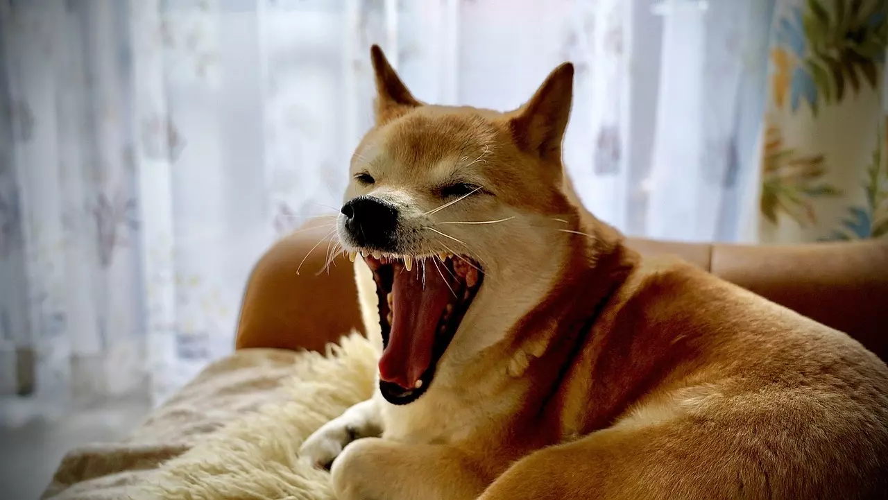Shiba Inu Chú Chó Ngáp Cún - Ảnh miễn phí trên Pixabay