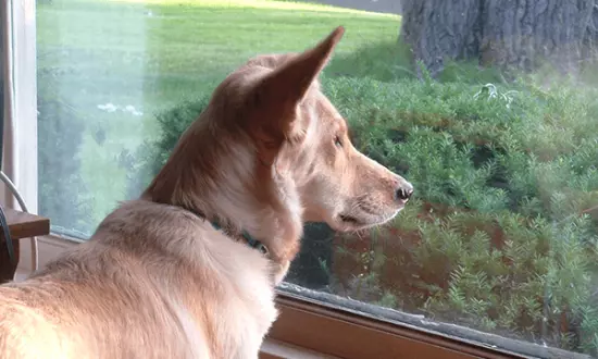 Chú chó đều đặn 3 lần một ngày nhìn ra cửa sổ suốt 6 tháng liền