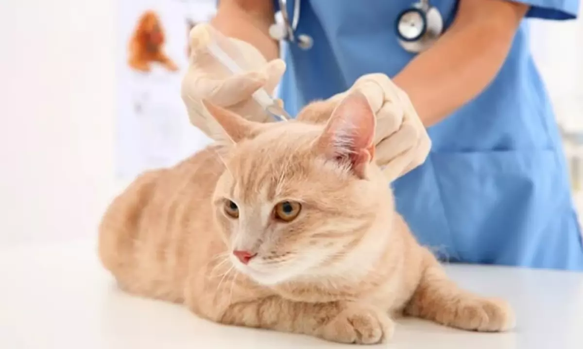 Tiêm phòng chính là công cụ quan trọng để ngăn ngừa bệnh giảm bạch cầu ở mèo.