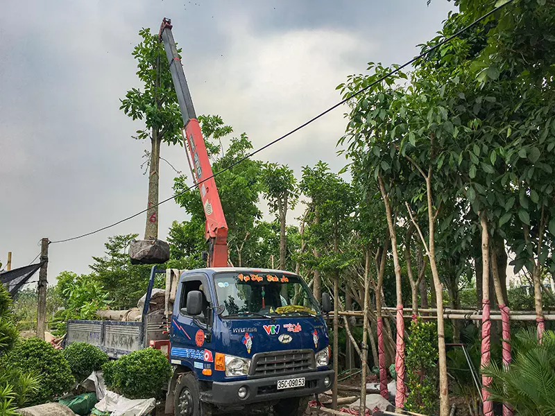 Cây Sala, cây Ngọc Kỳ Lân tại nhà vườn Xuân Giao