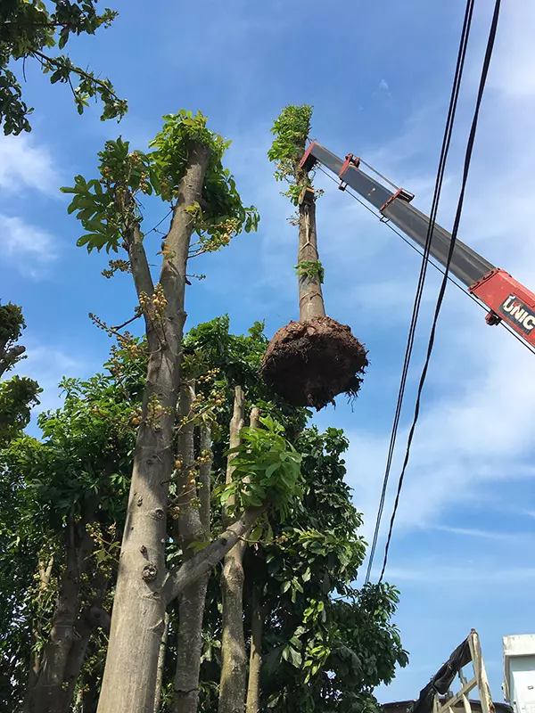 Cây Sala, cây Ngọc Kỳ Lân tại nhà vườn Xuân Giao