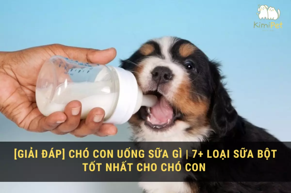 Chó con nên uống sữa gì