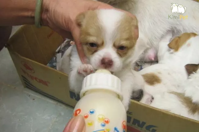 Chó con uống sữa thường có biểu hiện gì