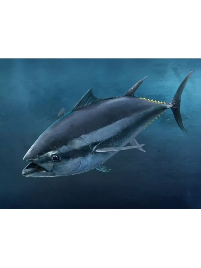   Cá Ngừ Đại Dương: Loài Cá Thơm Ngon Đáng Thử