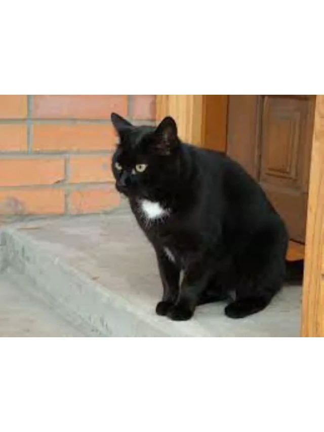   Cao mèo đen ngâm rượu - Bí quyết chữa trị bệnh tại nhà