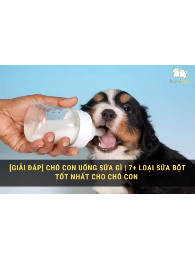   Giải Đáp: Chó Con Uống Sữa Gì | 7 Loại Sữa Bột Tốt Nhất Cho Chó Con