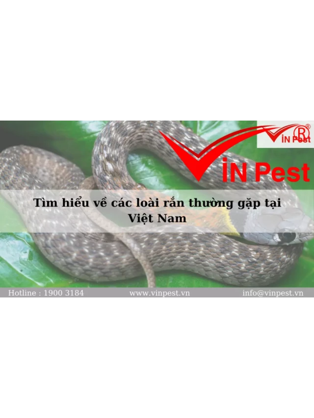   Tìm hiểu về các loài rắn thường gặp tại Việt Nam